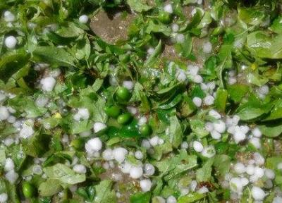 خسارت 200 میلیارد تومانی بارش تگرگ و سیل به اراضی باغی و زراعی