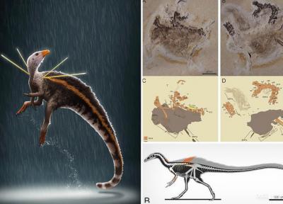 دانشمندان پیروز به کشف فسیل گونه جدیدی از دایناسور با ویژگی های ظاهری منحصر به فرد شدند