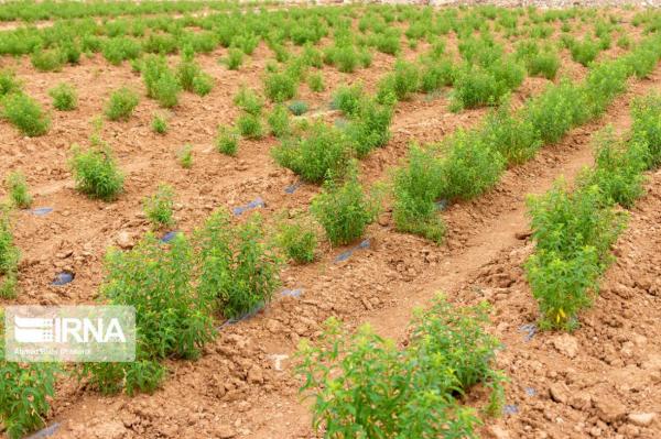 خبرنگاران 38 طرح منابع طبیعی در شهرستان بن در حال اجراست خبرنگاران 38 طرح منابع طبیعی در شهرستان بن در حال اجراست