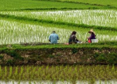 برنج ایرانی به چه قیمتی از کشاورز خریداری می شود؟