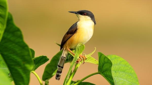 ساخت لانه با دوختن برگ گیاهان به وسیله یک پرنده