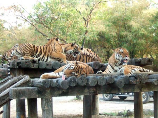تور تایلند ارزان: باغ وحش و پارک سافاری ورلد بانکوک , تایلند