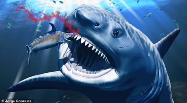 یک دندان درد بزرگ در 11 میلیون سال پیش! وقتی دندان مگالودون به خاطر خوردن ماهی خاردار بشکند