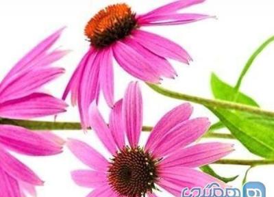 پیشگیری از سرماخورگی با مصرف سرخارگل